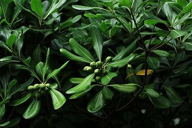 《巫师3》次世代版新截图 杰洛特、希里如父如女