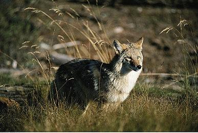 《F1车队经理2024》7月23日发售 登陆全平台